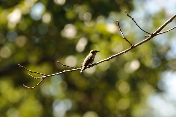Ruby Throated Female Hummingbird (1)